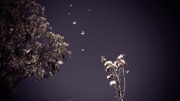 IMG_1133_1.jpg