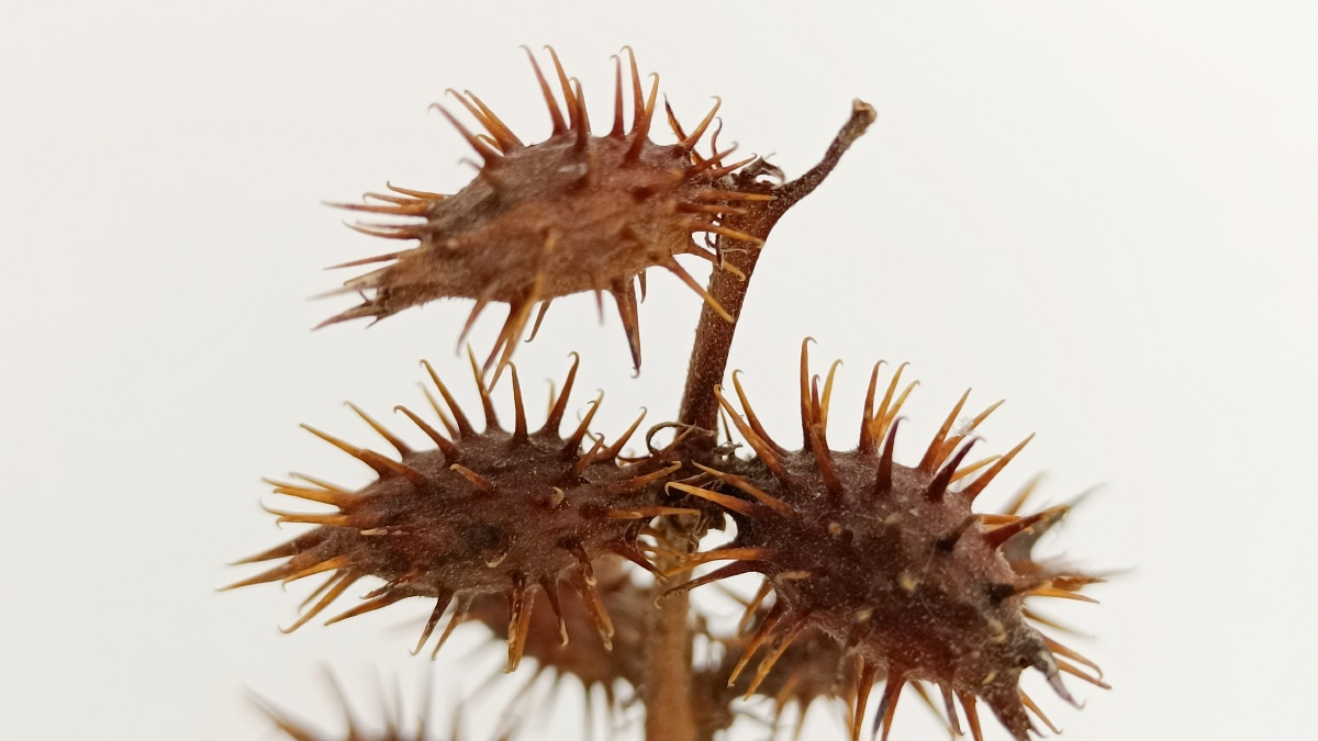 雪地背景拍的刺刺球 - 十二双色 - 图虫