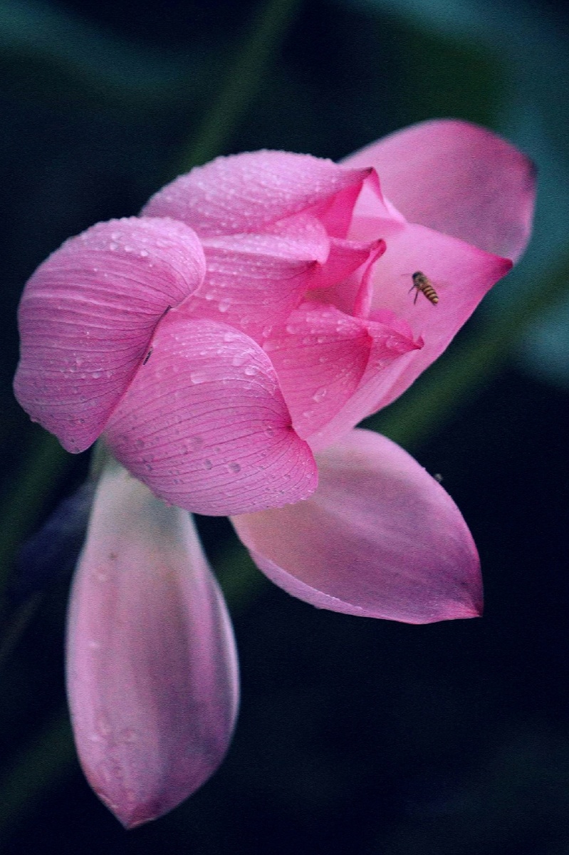 799_1200竖版 竖屏