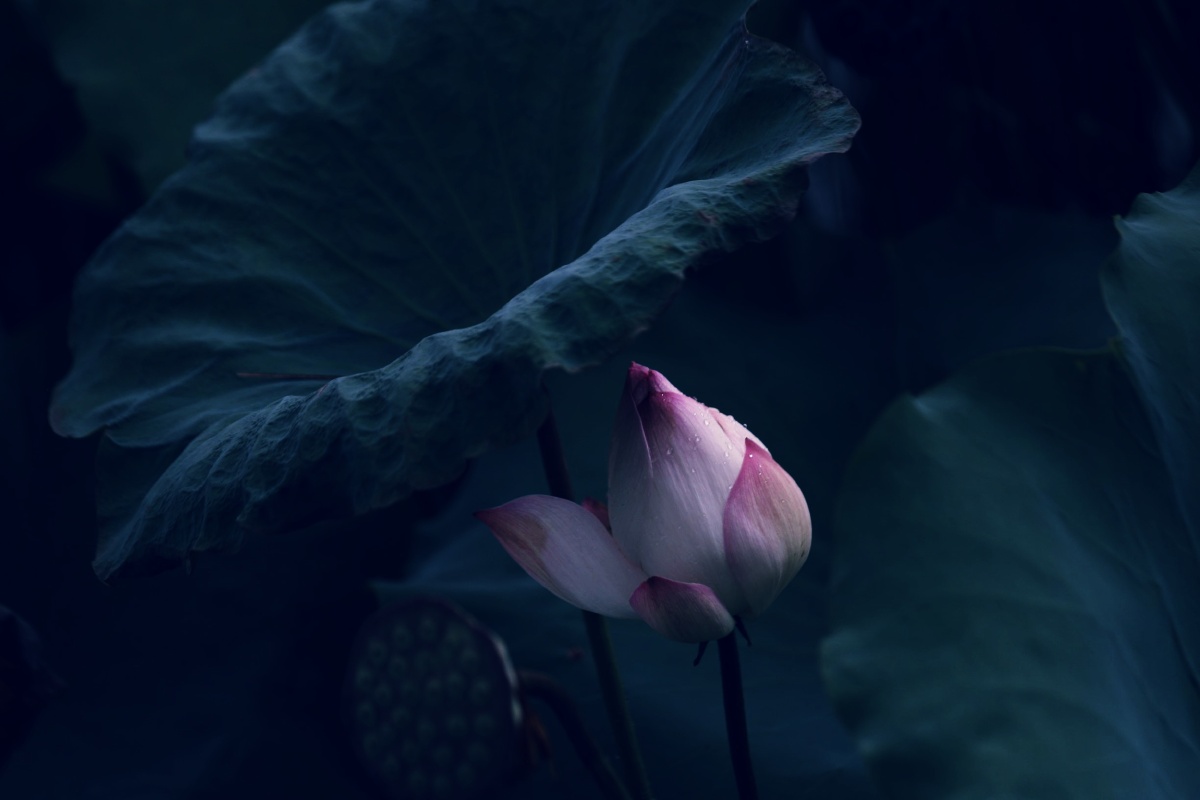 有喜欢这种色调的吗