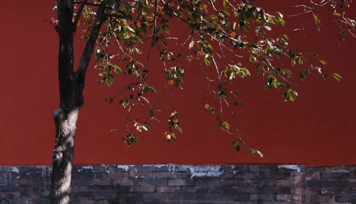 故宫的柿子