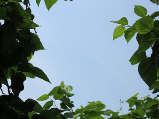 D0BD29C1-D08E-4F2D-BA4D-363D9A82E227/L0/001