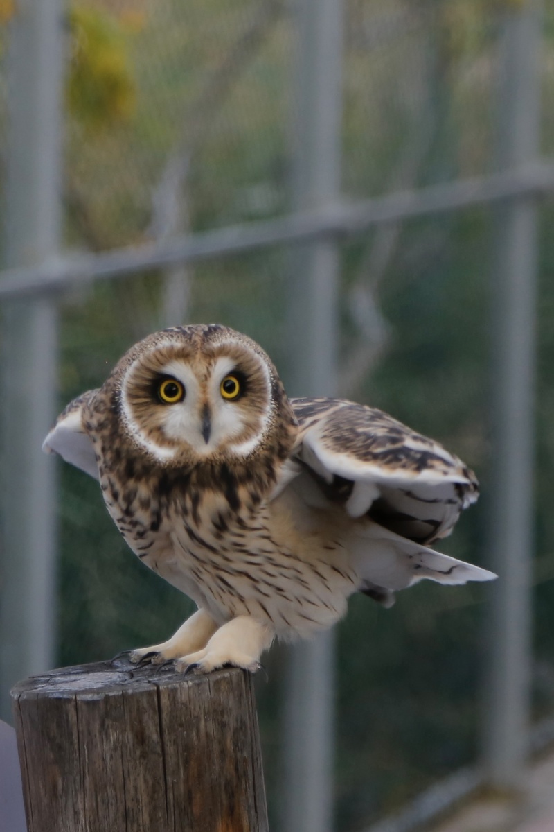 猫头鹰 短耳鸮 - capricapri - 图虫