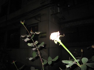 4FF7DDA6-AB41-4EED-9D1F-8BD73C49BDBE/L0/001