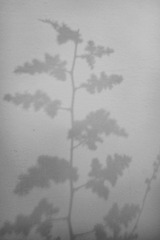 DSC04379_副本.jpg