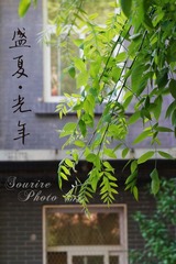 盛夏光年13.jpg