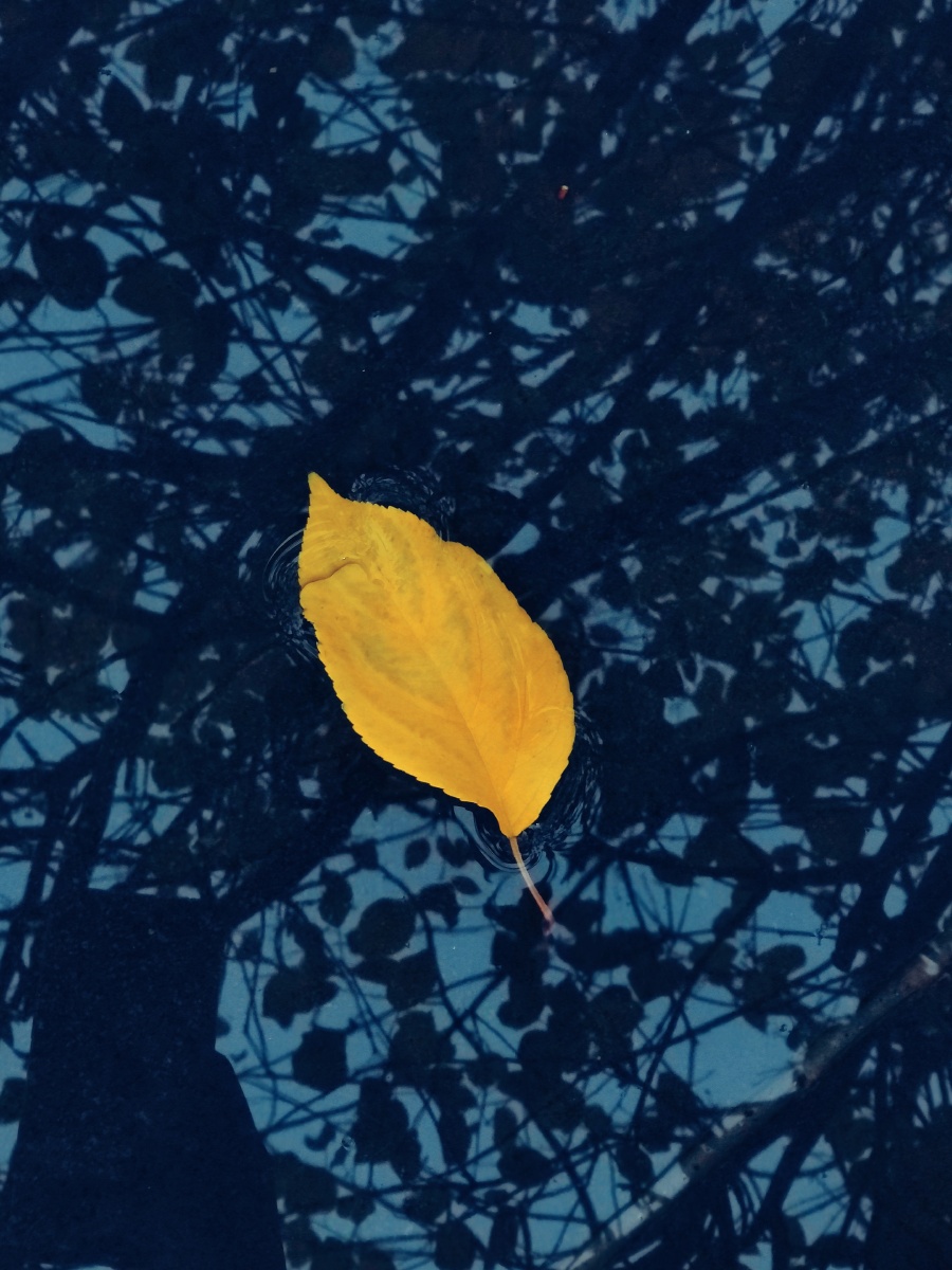 手机摄影水面上的叶子