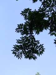 1000015265
