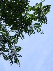 1000015259