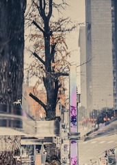 1000031181