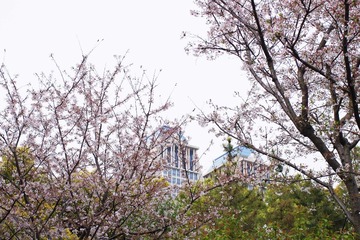 樱花.jpg
