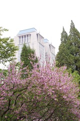桃花.jpg