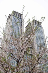 樱花’‘.jpg