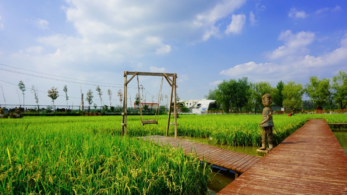 原阳水稻基地