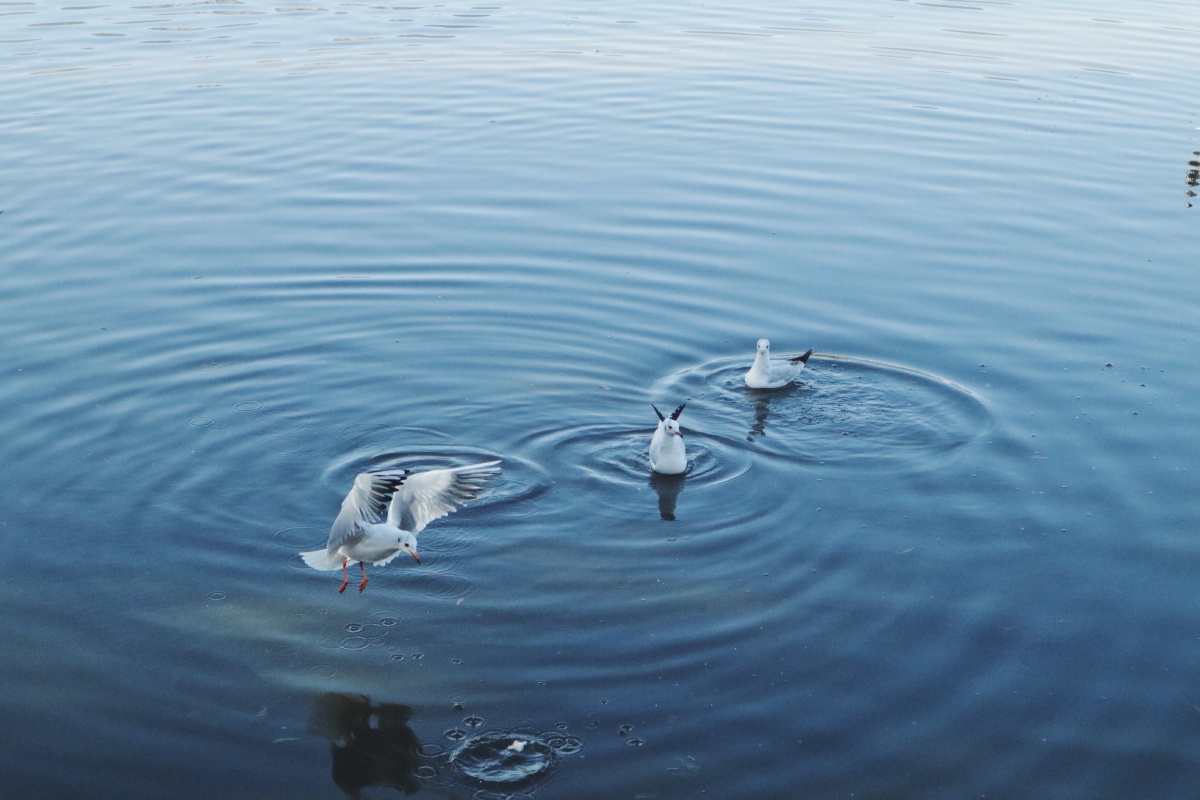 海鸥或展翅飞翔或自由自在水面漾起的波大圈小圈相互交融
