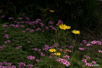 1-DSC_3217.jpg