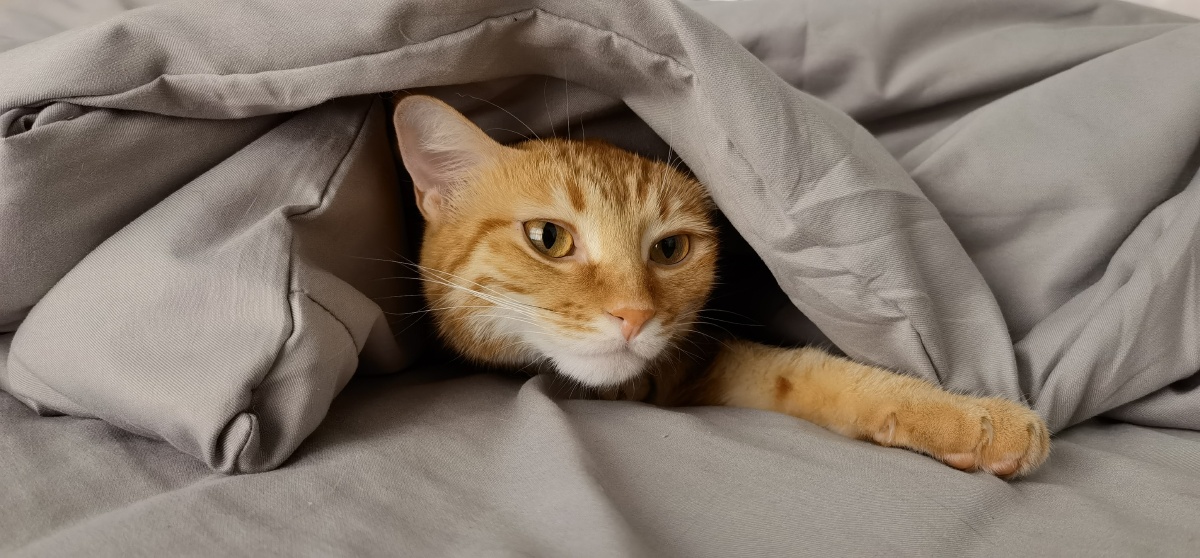 爱钻被窝的猫