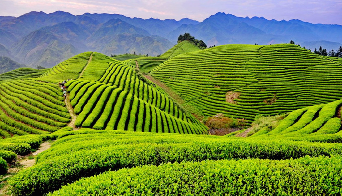 高山茶