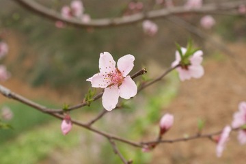 DSC00109.JPG