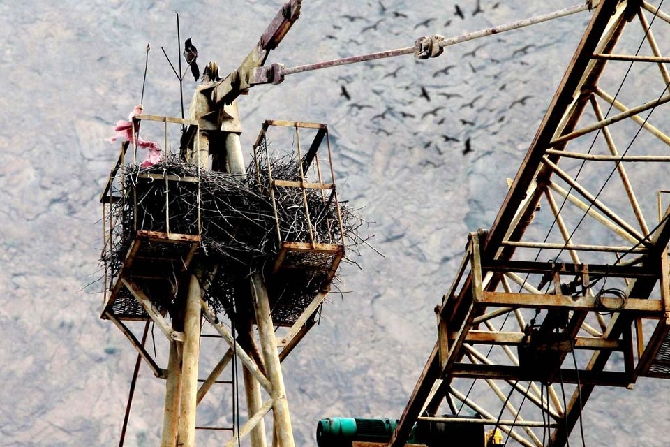 .鸟的家园哪去了 - 摄士影居 - 图虫网 - 优质摄影师交流社区