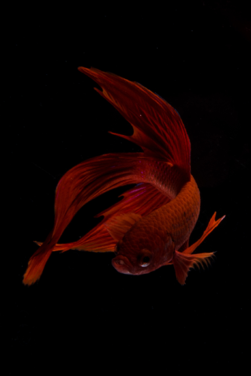 redsiamesefightingfish