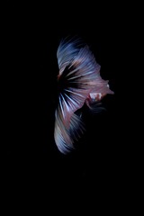 IMGP2326_