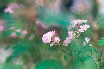 静花！