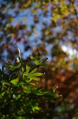 IMGP5785.jpg