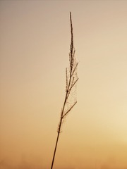3532CB40-9991-4CB7-92D7-20034C8C3DC1/L0/001