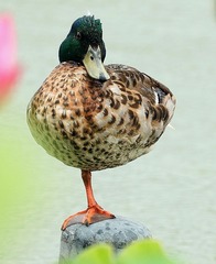 274415