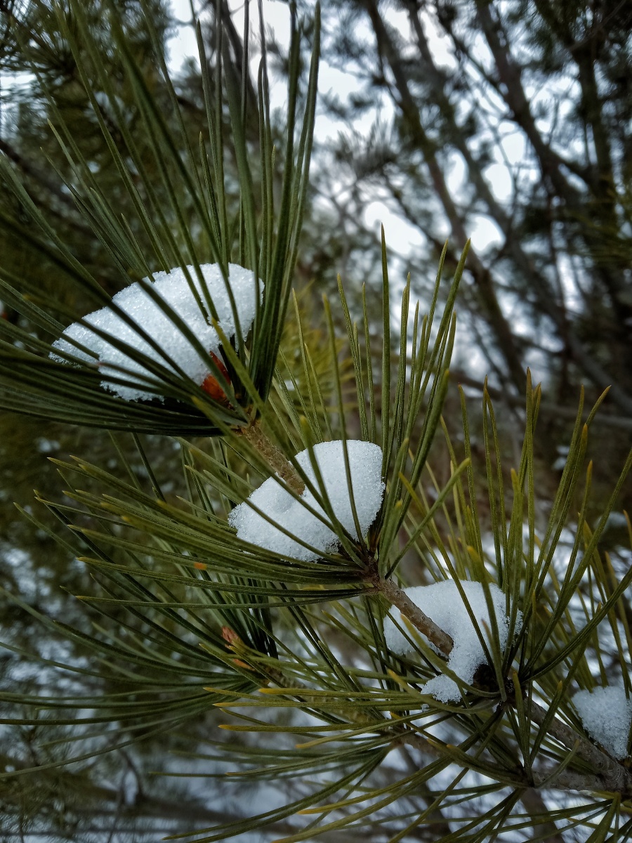 雪葫芦雪在松针上象一串串糖葫芦