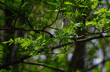 _IGP4990-20130430.jpg
