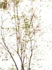 1065981