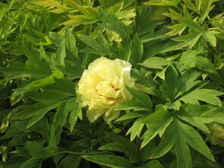 IMG_7096.JPG