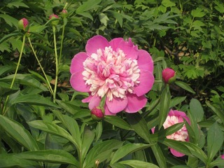 IMG_7100.JPG