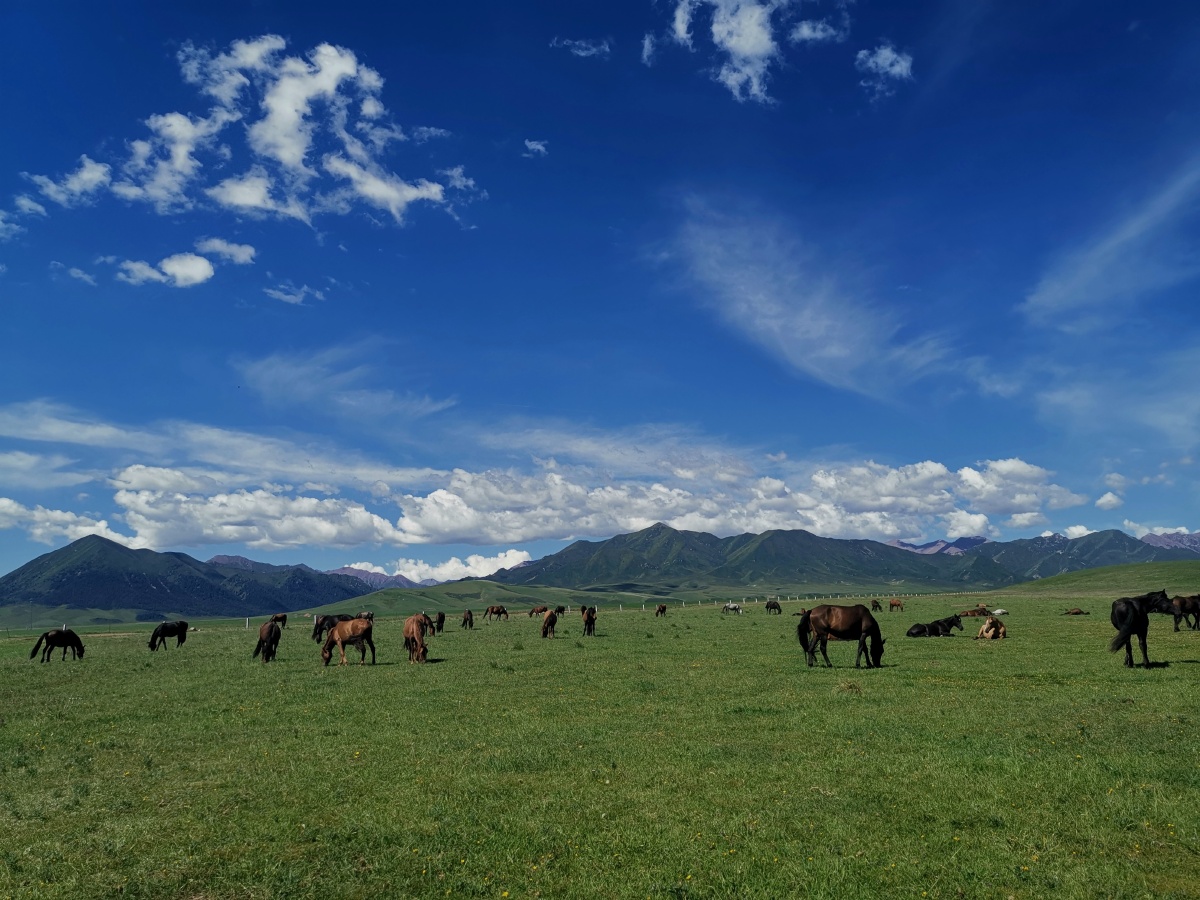 辽阔的草原上蓝天白云山青水秀羊群样晖马儿嘶鸣
