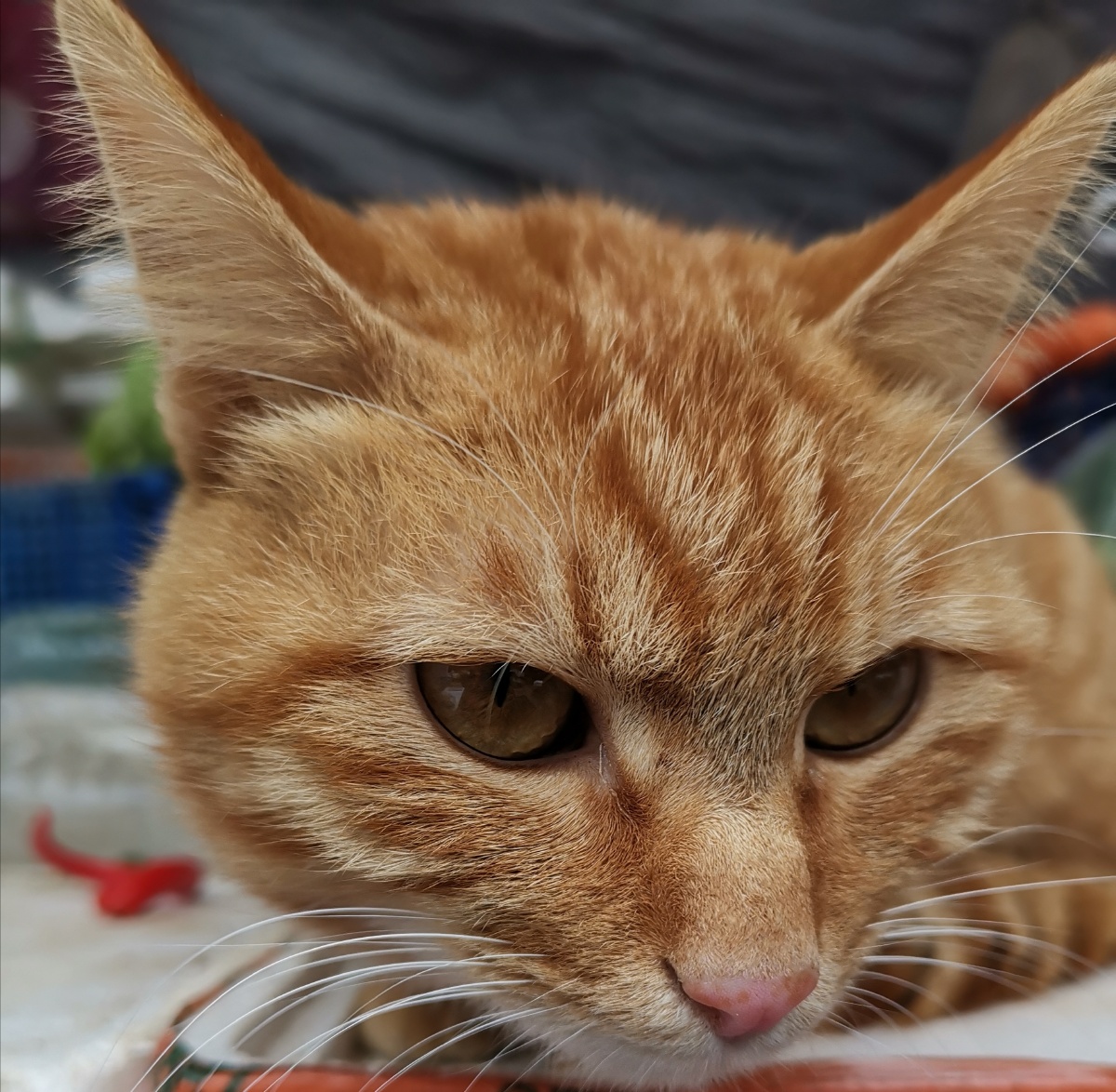 00金黄色的猫咪00