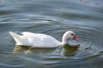 13510