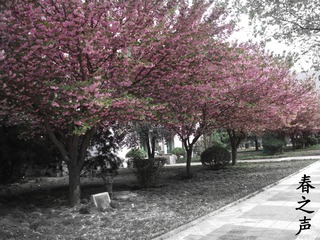 DSCF1433.JPG