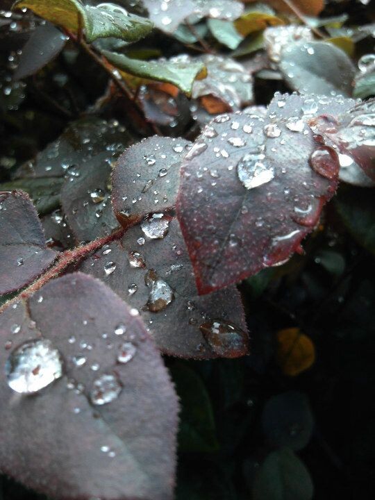 【20120618】雨后<br />
谁呀，口水滴的那么多，哈哈哈