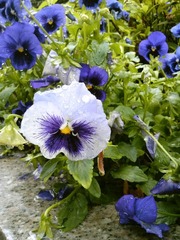 IMG_20120618_121240.jpg
