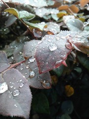 IMG_20120618_121419.jpg