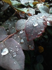 IMG_20120618_121431.jpg