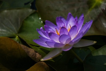 B8D3A33F-6B48-4BAF-8676-F24CDADCD16E/L0/001