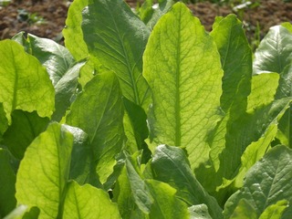 DSCF6293.JPG