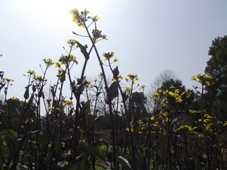 DSCF6290.JPG