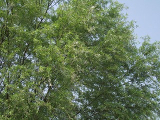 DSCF6450.JPG