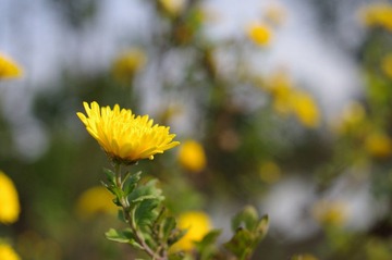 IMGP8144.JPG