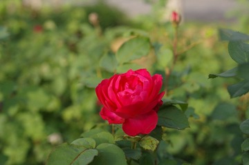 IMGP8153.JPG