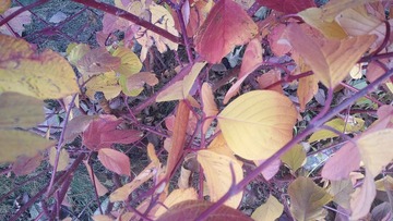 IMG20211015121635